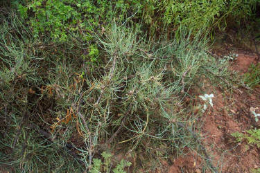 Erect Ephedra, Ephedra antisyphilitica