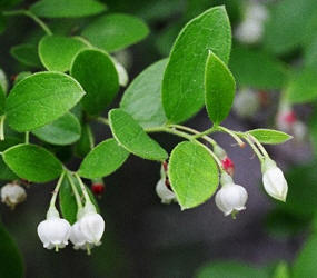 Farkleberry, Vaccinium arboreum, Hill (1)