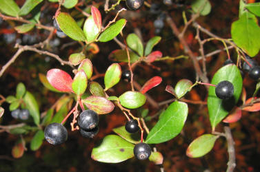 Farkleberry, Vaccinium arboreum, KO