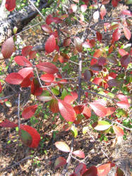 Farkleberry, Vaccinium arboreum, VZ (1)