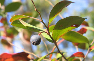 Farkleberry, Vaccinium arboreum, VZ (4)