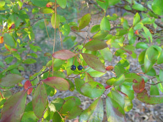 Farkleberry, Vaccinium arboreum, VZ