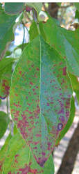 Flowering Dogwood, Cornus florida, KO (1)