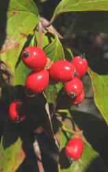 Flowering Dogwood, Cornus florida, KO (5)