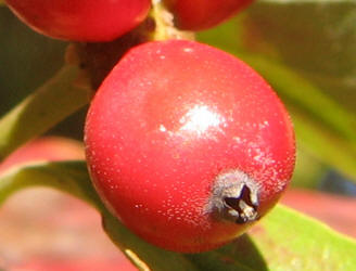 Flowering Dogwood, Cornus florida, KO (6)