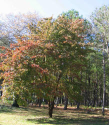 Flowering Dogwood, Cornus florida, KO