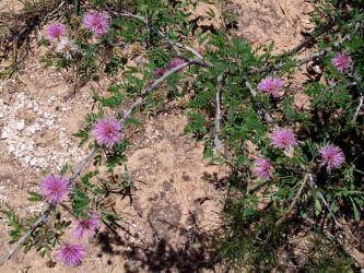 Fragrant Mimosa, Mimosa borealis (1)