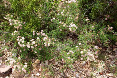 Fragrant Mimosa, Mimosa borealis (2)