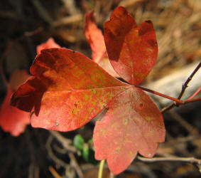 Fragrant Sumac, Rhus aromatica var serotina, VZ