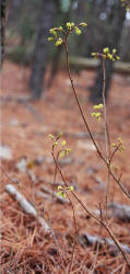 Fragrant Sumac, Rhus aromatica, Hill (1)