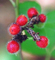 Fragrant Sumac, Rhus aromatica, Hill (2)