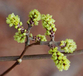 Fragrant Sumac, Rhus aromatica, Hill