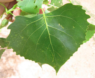 Fremontii Cottonwood, Populus fremontii (10)