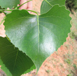 Fremontii Cottonwood, Populus fremontii (11)