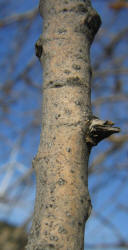 Fremontii Cottonwood, Populus fremontii (3)