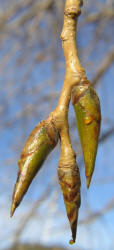 Fremontii Cottonwood, Populus fremontii (4)