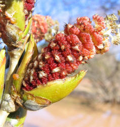 Fremontii Cottonwood, Populus fremontii (6)