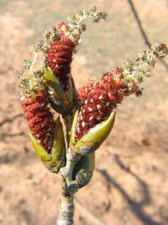 Fremontii Cottonwood, Populus fremontii (8)