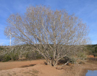 Fremontii Cottonwood, Populus fremontii