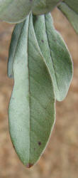 Gum Elastic, Sideroxylon lanuginosum (1)