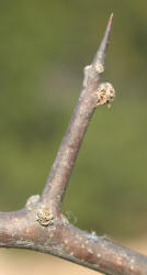 Gum Elastic, Sideroxylon lanuginosum (10)