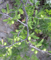 Gum Elastic, Sideroxylon lanuginosum (11)