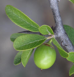 Gum Elastic, Sideroxylon lanuginosum (12)