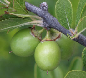 Gum Elastic, Sideroxylon lanuginosum (13)