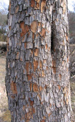 Gum Elastic, Sideroxylon lanuginosum (3)