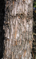 Gum Elastic, Sideroxylon lanuginosum (4)