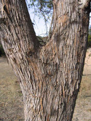 Gum Elastic, Sideroxylon lanuginosum (5)