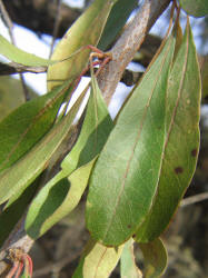 Gum Elastic, Sideroxylon lanuginosum (7)