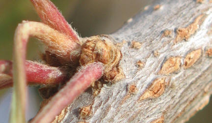 Gum Elastic, Sideroxylon lanuginosum (8)