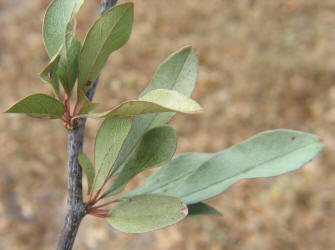 Gum Elastic, Sideroxylon lanuginosum