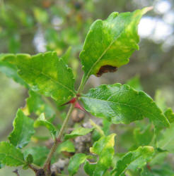 Hercules-club Prickly-ash, Zanthoxylum clava-herculis (1)