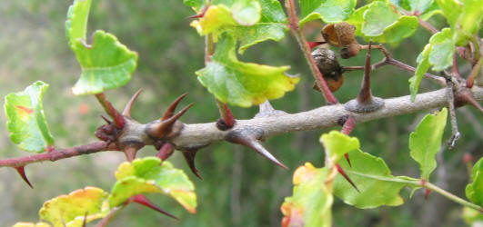 Hercules-club Prickly-ash, Zanthoxylum clava-herculis