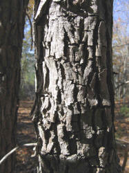 Hickory, Carya sp, VZ (2)