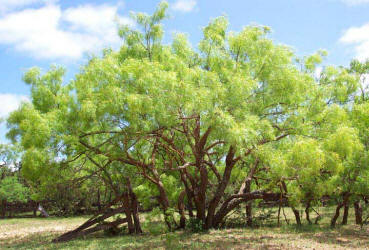 Honey Mesquite, Prosopis glandulosa (11)