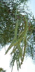 Honey Mesquite, Prosopis glandulosa (7)