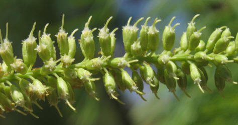 Honey Mesquite, Prosopis glandulosa (9)