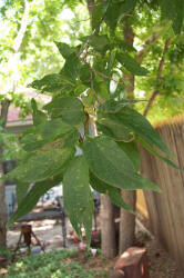 Lindheimer Hackberry, Celtis lindheimeri (1)