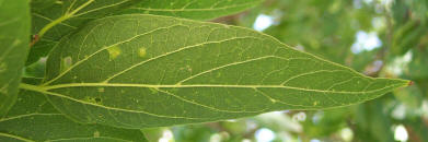 Lindheimer Hackberry, Celtis lindheimeri (2)