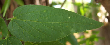 Lindheimer Hackberry, Celtis lindheimeri (3)