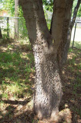 Lindheimer Hackberry, Celtis lindheimeri (4)