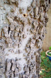 Lindheimer Hackberry, Celtis lindheimeri (5)