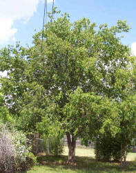 Lindheimer Hackberry, Celtis lindheimeri