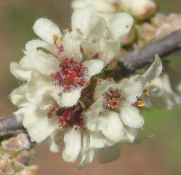 Little-leaf Sumac, Rhus microphylla (13)