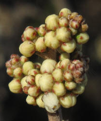 Little-leaf Sumac, Rhus microphylla (14)