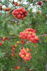 Little-leaf Sumac, Rhus microphylla (5)