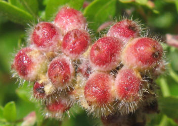 Little-leaf Sumac, Rhus microphylla (7)